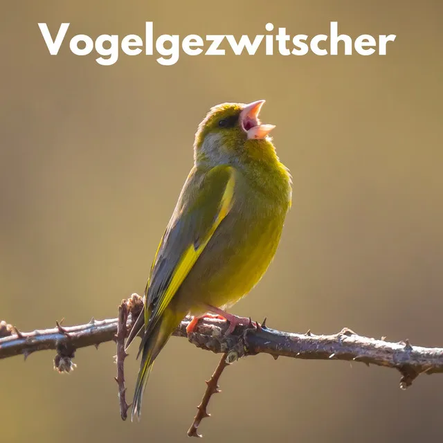 Beruhigendes Vogelgezwitscher (Vogelmusik)