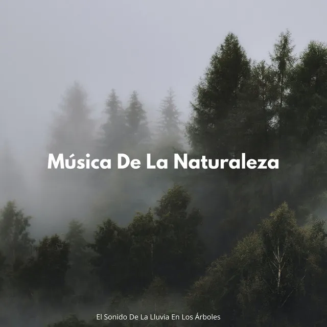 Música De La Naturaleza: El Sonido De La Lluvia En Los Árboles