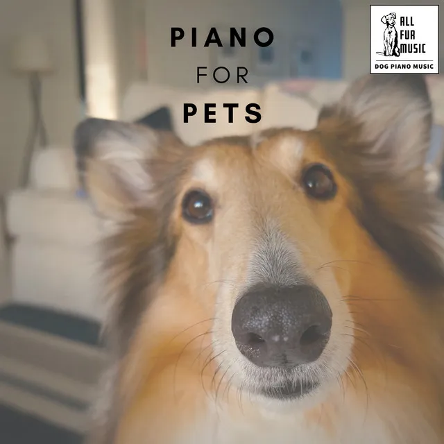 Piano for Pets