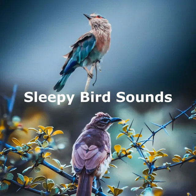 Sleepy Bird Sounds