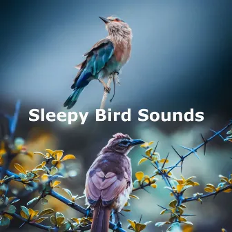 Sleepy Bird Sounds by Calming Bird Sounds