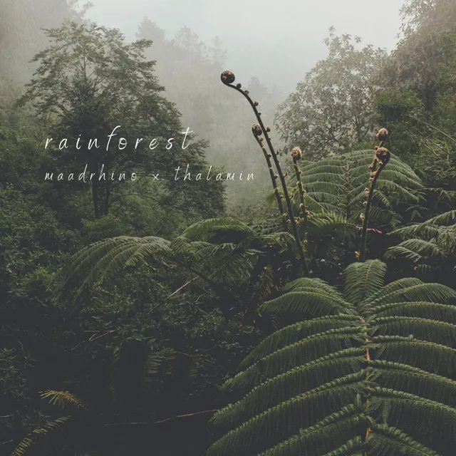 Rainforest