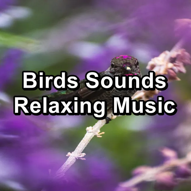 Relaxing Birds Music