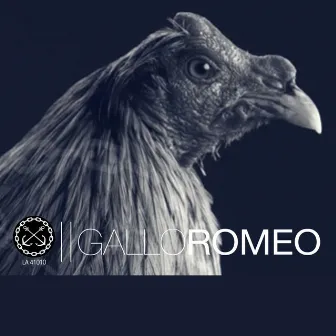 Gallo Romeo by Junior Miguez