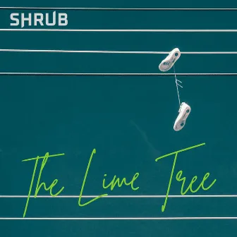 The Lime Tree by Shrub