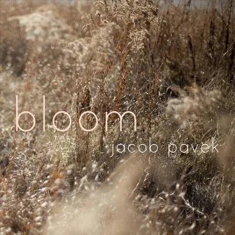 Bloom by Jacob Pavek