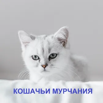 Кошачьи мурчания by Purring cats