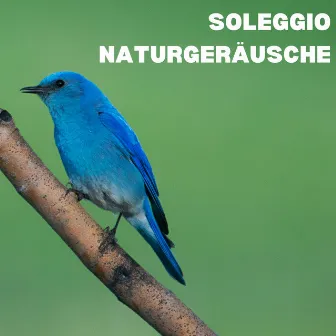 Soleggio Naturgeräusche by Vogelstimmen Welt