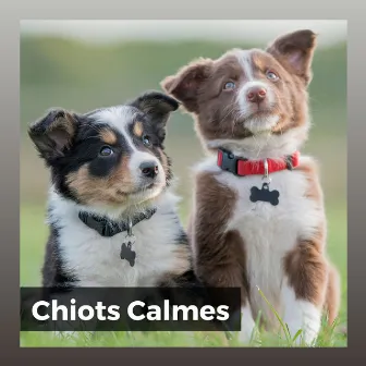 Chiots Calmes by Musique Calmante Pour Chiens