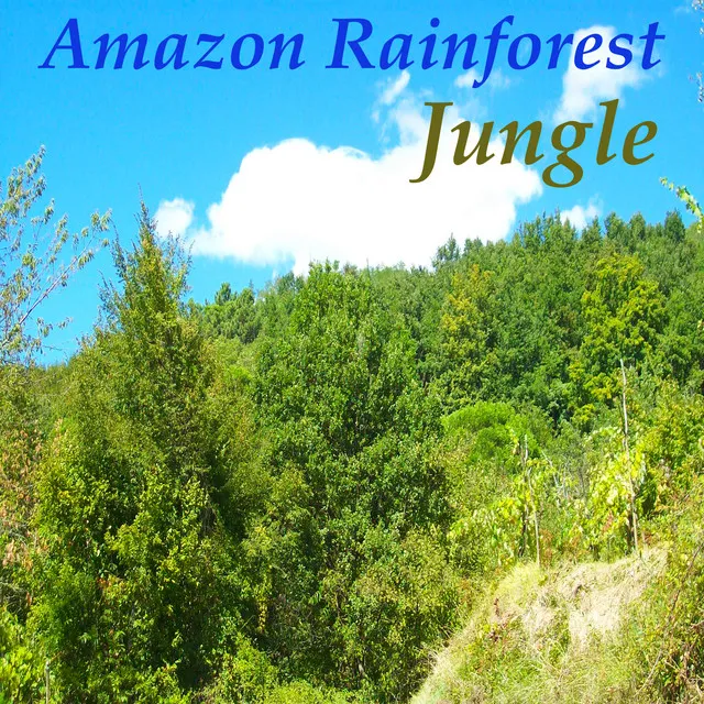 Amazon Rainforest