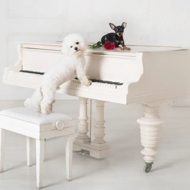 Playful Piano Dog's Bark