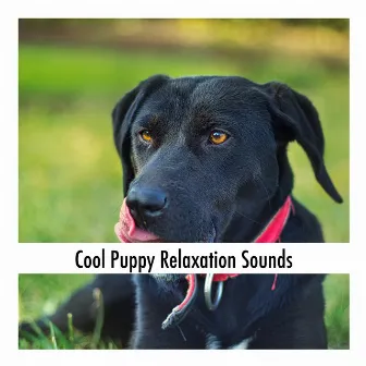 Cool Puppy Relaxation Sounds by Calming Dog Relaxation