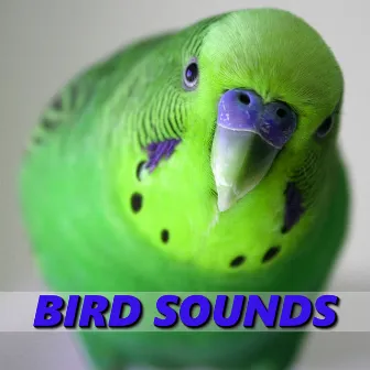 Bird Sounds by Relaxing Bird Sounds