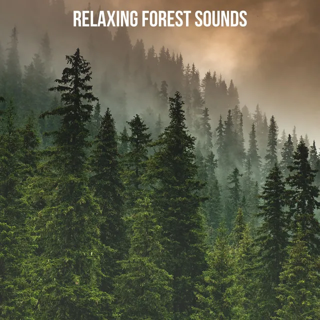 Relaxing Forest Sounds