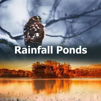 Rainfall Ponds by Nature Collective