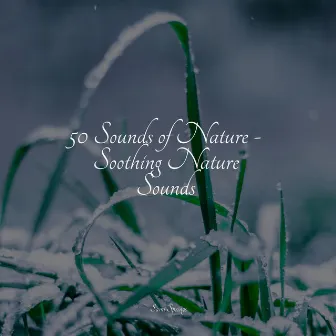 50 Sounds of Nature - Soothing Nature Sounds by Sonidos de la Naturaleza