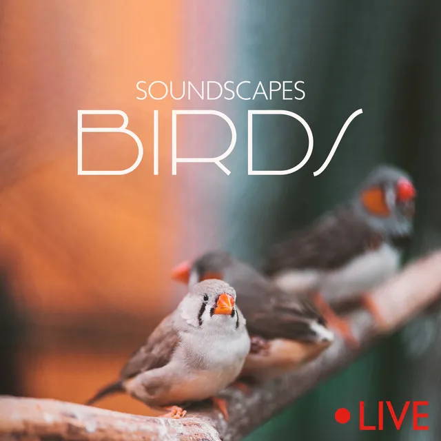 Soundscapes Birds (Live)