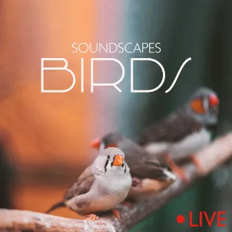 Soundscapes Birds (Live) by Ambient Jungle Sounds