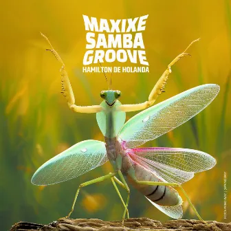 Maxixe Samba Groove by Hamilton De Holanda