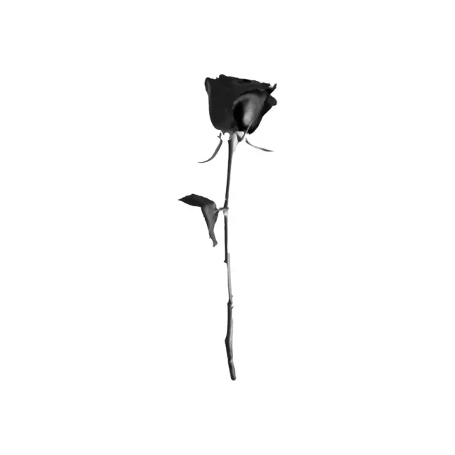 Black Roses