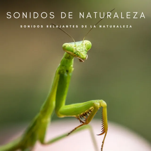 Sonidos De Naturaleza: Sonidos Relajantes De La Naturaleza