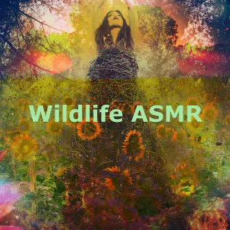 Wildlife ASMR by Oasis de Musique Nature Relaxante