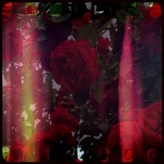 Bed Of Roses by Dave D