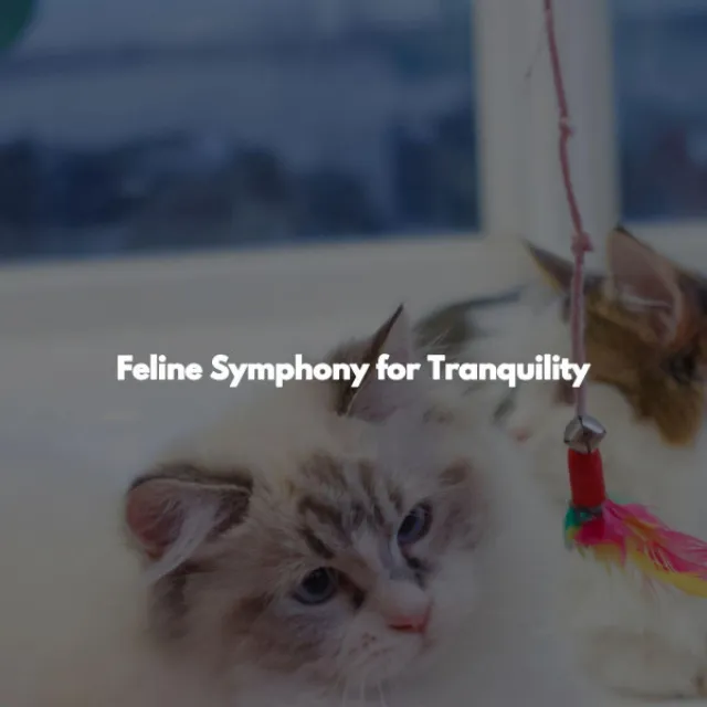 Feline Symphony for Tranquility