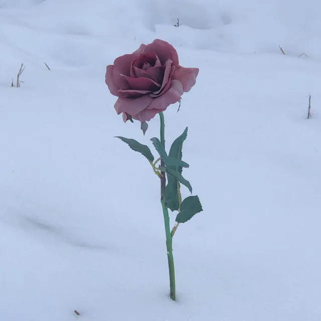 Snow Rose