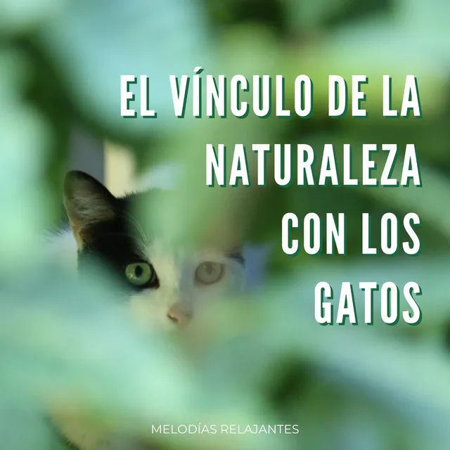 El Vínculo De La Naturaleza Con Los Gatos: Melodías Relajantes