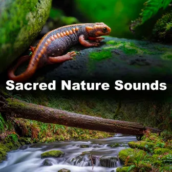 Sacred Nature Sounds by Nature Soundzzz Club