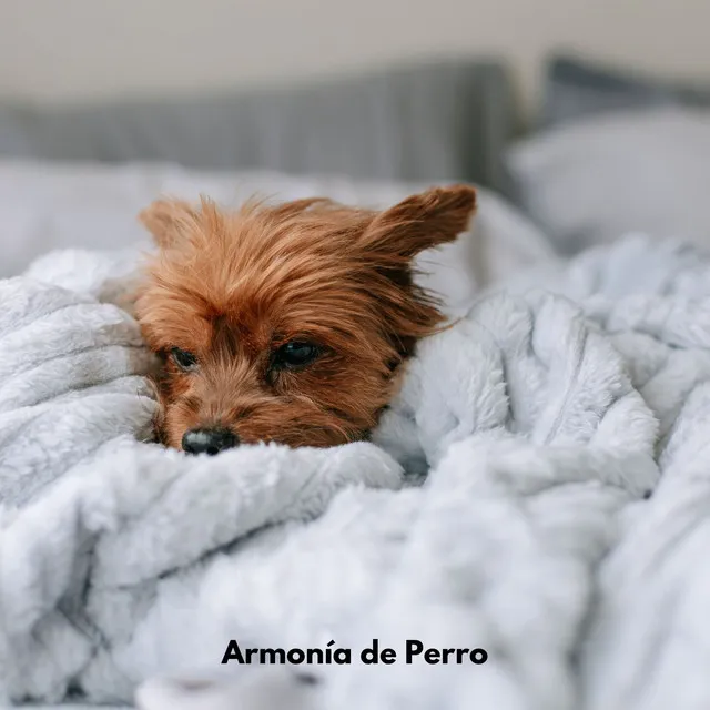 Armonía de Perro