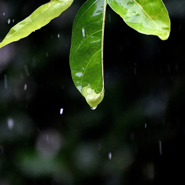 Calm Sounds of Rain