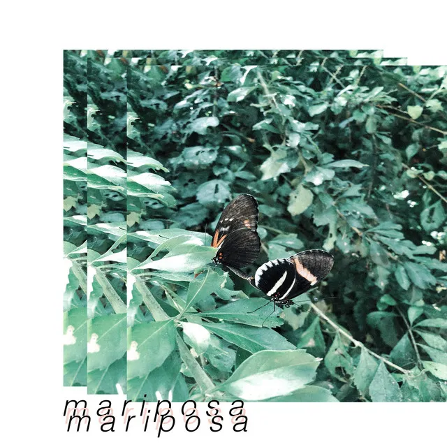 Mariposa