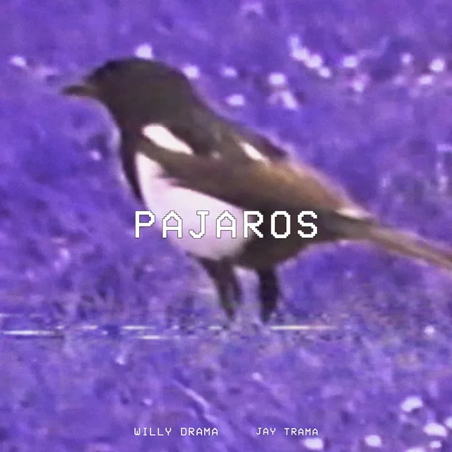 PÁJAROS