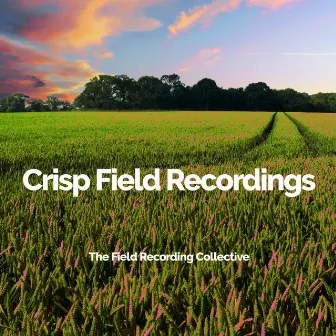 Crisp Field Recordings by The Field Recording Collective