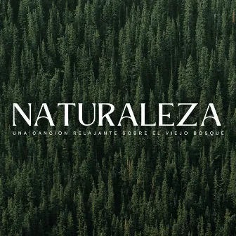 Naturaleza: Una Canción Relajante Sobre El Viejo Bosque by Música de Estudio Relajante