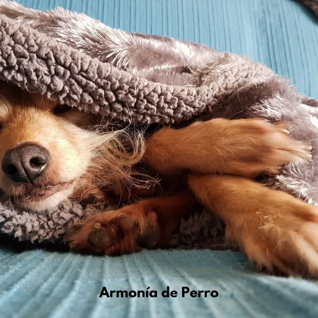 Armonía de Perro