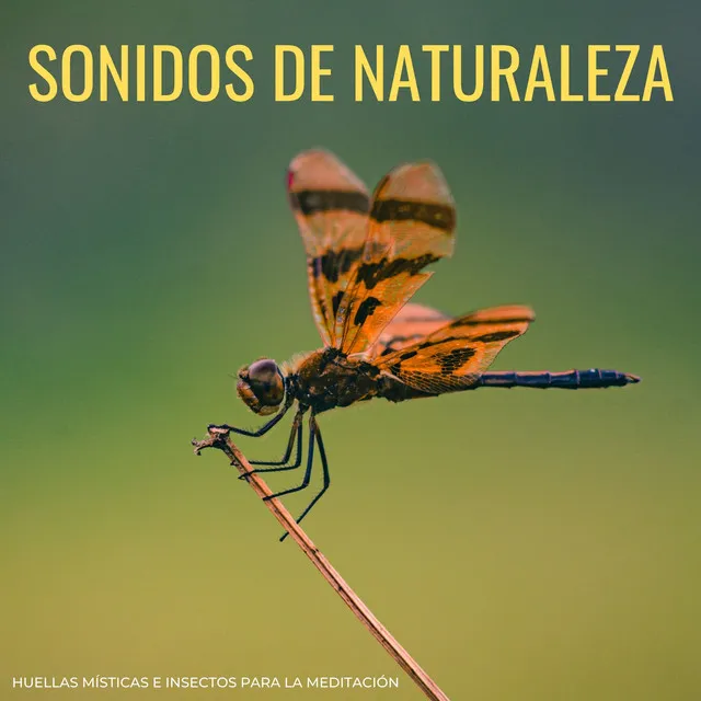 Cantos Melódicos De La Mística De Insectos