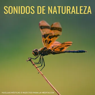 Sonidos De Naturaleza: Huellas Místicas e Insectos Para La Meditación by Meditación de flujo