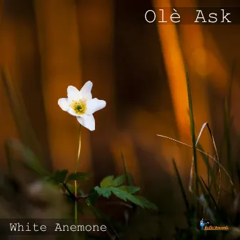 White Anemone by Olé Ask