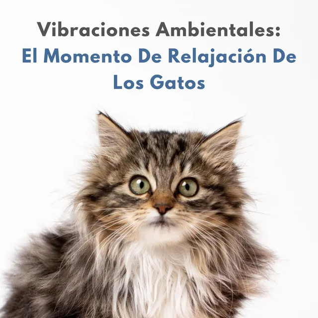 Vibraciones Ambientales: El Momento De Relajación De Los Gatos