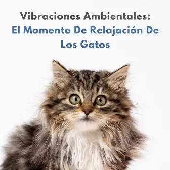 Vibraciones Ambientales: El Momento De Relajación De Los Gatos by Guarida de música de gatos