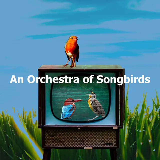 An Orchestra of Songbirds