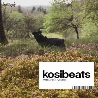 Nature's Voice by Kosibeats