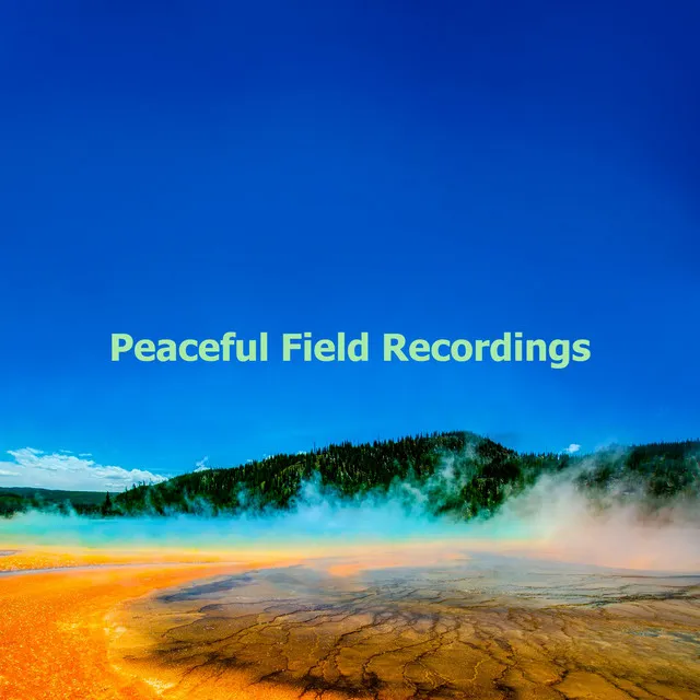 Peaceful Field Recordings