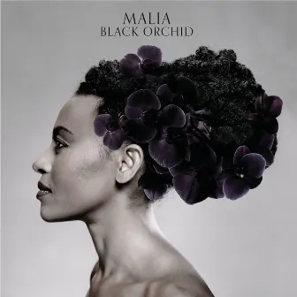 Black Orchid by Malia