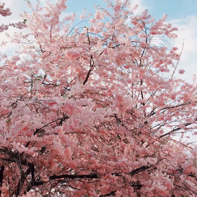 Petalos Sakura