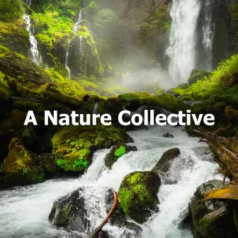 A Nature Collective by Nature Collective