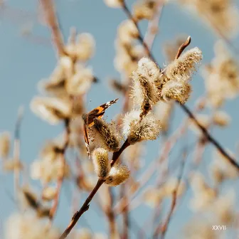 Golden Hour Trilogy by Oe